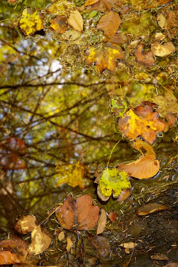 Autumn;Boulder;Brook;Chatsworth;Chattahoochee National Forest;Creek;Fall;Foliage;Geological;Geology;Georgia;Gold;Holly Creek;Holly Creek Preserve;Leaf;Leafy;Leaves;Orange;Reflection;Reflections;Rivulet;Rock;Rock Formations;Rocks;Stone;Stones;Stream;Streamlet;Striation;Vein;Yellow